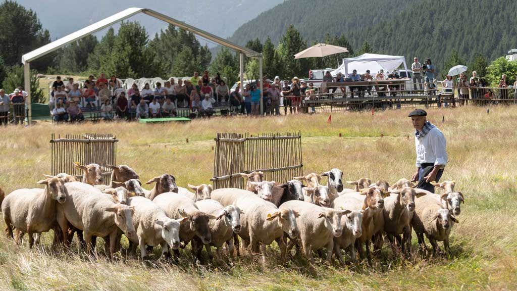 Concurs de gossos d’atura de Canillo