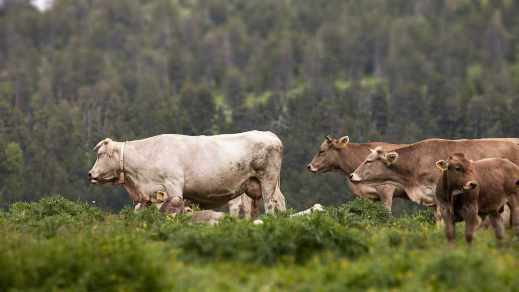 Canvi de pastures