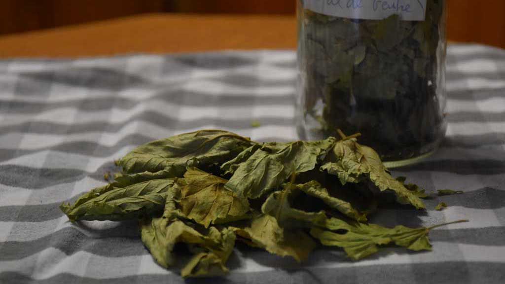 Salsafraja (Peucedanum ostruthium)