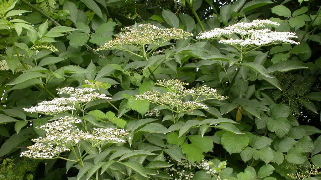 Usos tradicionals de les plantes